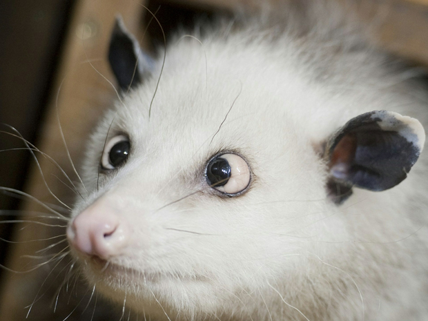 Cross-eyed opossum Heidi. Meet germany's latest superstar zoo animal Heidi, 