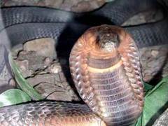 Bronx Zoo Egyptian Asp/Cobra found alive in the reptile